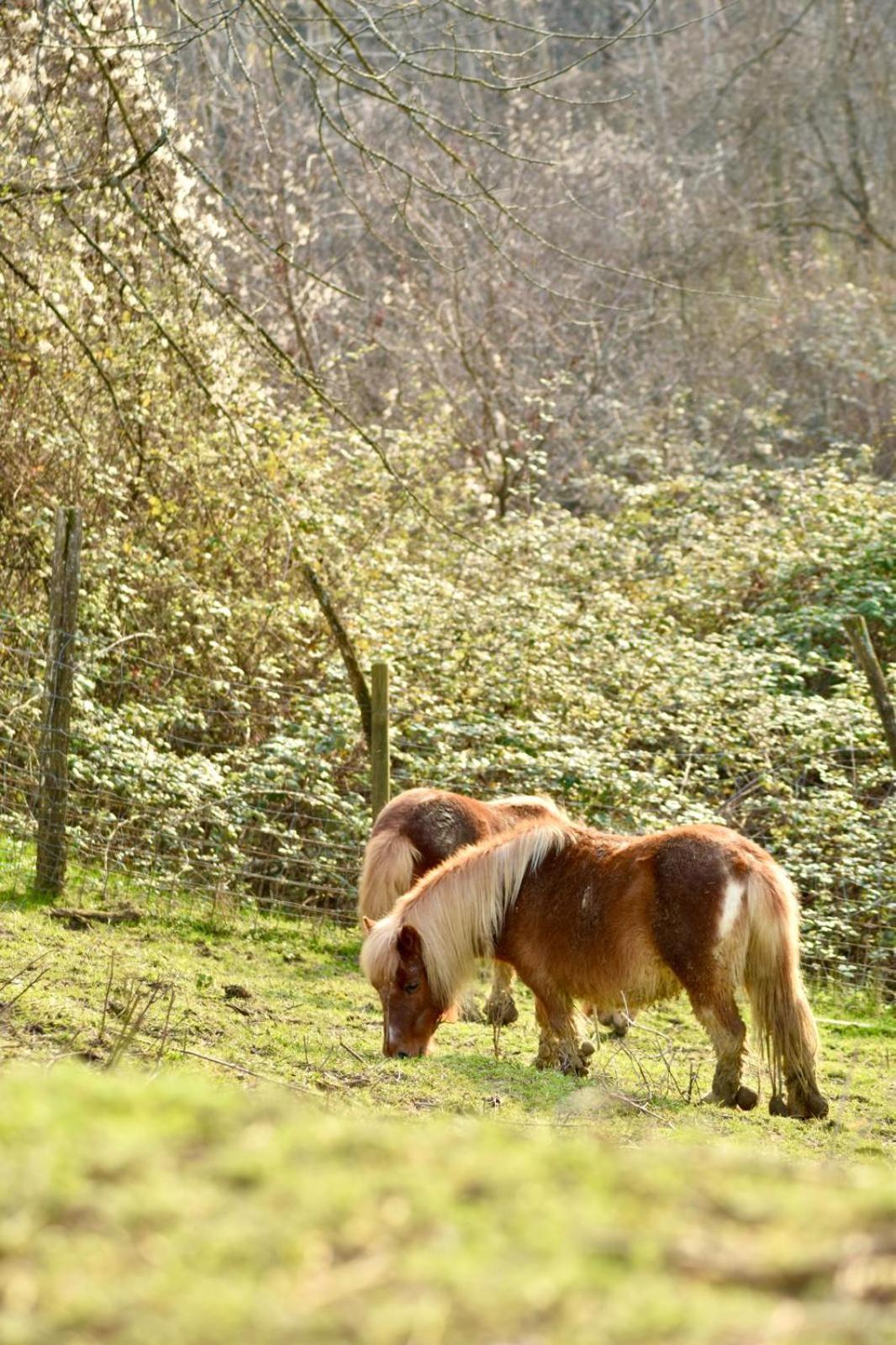 Agriturismo Le Noci Tarzo Екстер'єр фото