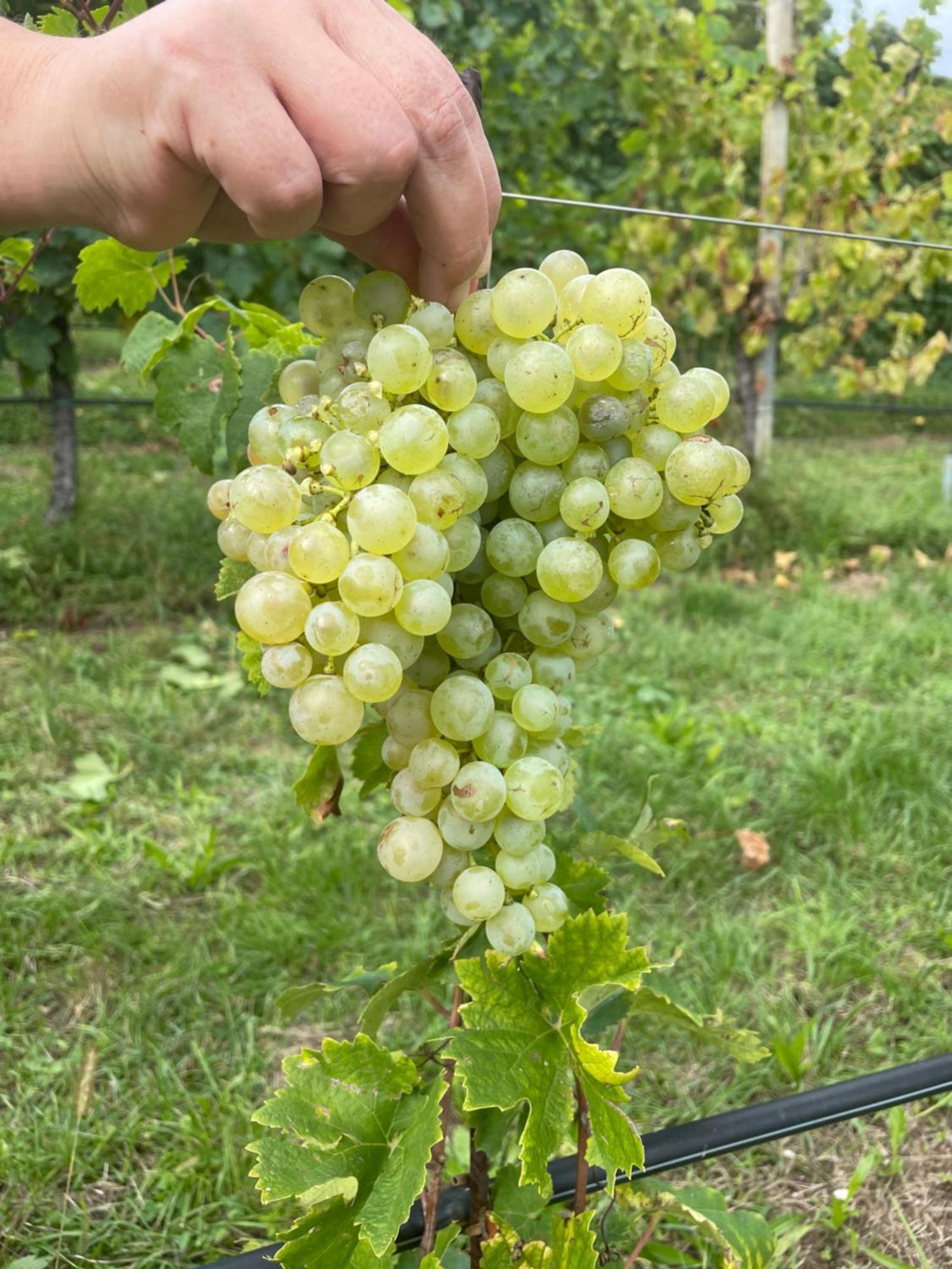 Agriturismo Le Noci Tarzo Екстер'єр фото